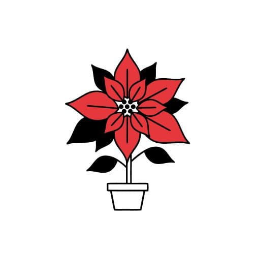 Poinsettia flower